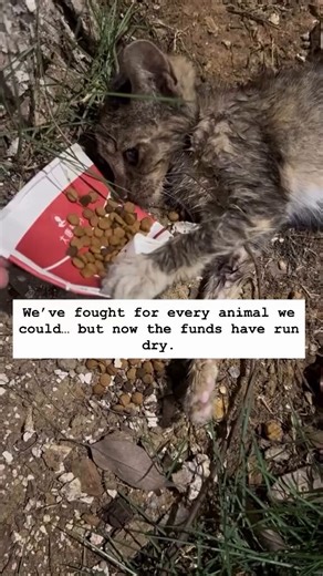 Please… I can’t rescue cats anymore. I’ve run out of strength and resources. The help I once relied on has stopped coming, and the ones who still need saving are left with no one. Every day I turn away a life that could have been saved—and it’s breaking me.PAYPAL INBIO PLEASE.