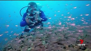 Business is set to take off for Far North Queensland tourism operator, Quicksilver, adding two new choppers to its fleet. The luxury aircraft will target cashed-up travellers, offering sky-high views of the reef. www.7NEWS.com.au #7NEWS | 7NEWS Cairns