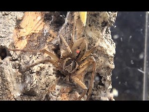 Very Fast Giant Huntsman Spider Sparassidae (Heteropoda Venatoria)