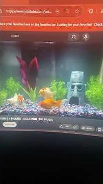 elmo world scuba diver quiz