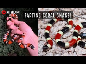 Arizona Coral Snake FARTS on Me and more Mountain Kingsnakes?! Arizona Herping