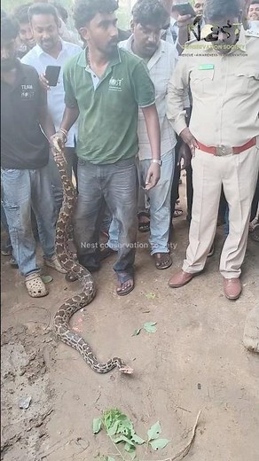 🐍 Indian Rock Python Rescue – Bhimavaram #nestconservationsociety #snake #nest #wildliferescue
