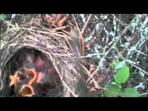 Merle noir - Naissance et nourrissage oisillons