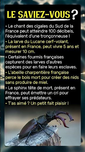 5 faits INSENSÉS sur les insectes FRANÇAIS que tu ignores !