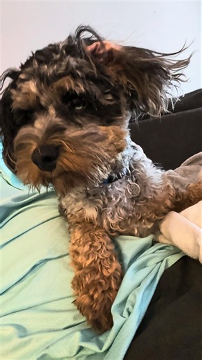 Puppy Smells Peanut Butter! Cute Weekend Vibes