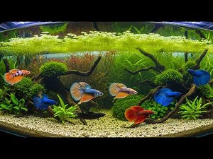 🌟 Betta Fish Care 101: Everything You Need to Know Before Getting One! 🐟#BettaFish #BettaFishCare