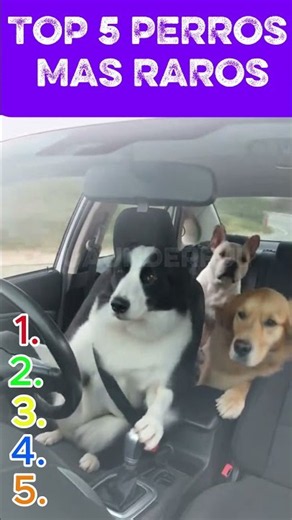 Top 5 Rarest Dogs in the World #RareDogs #DogTrivia #funny
