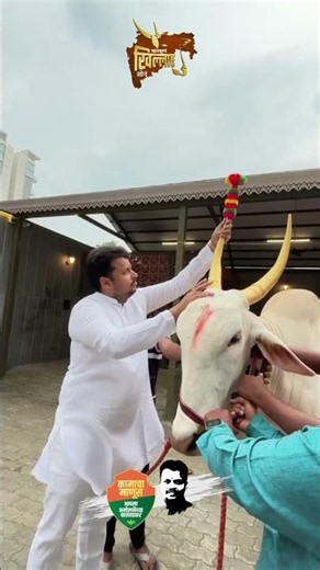 अस्सल खिल्लार... अस्सल शान! 👑माती महाराष्ट्राची असो किंवा कर्नाटकची, खिल्लारचा रुबाब कायम खास! ❤️