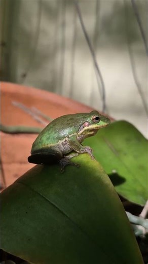 Squirrel Tree Frog (Hyla squirella) North Florida #frog #amphibian #florida #shorts #treefrog
