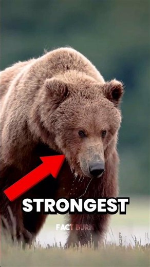 Which Animal Has The Most Strongest Defense Mechanism? 😱