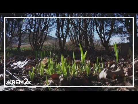 Environment Northwest: False spring shifts timing for plants and wildlife
