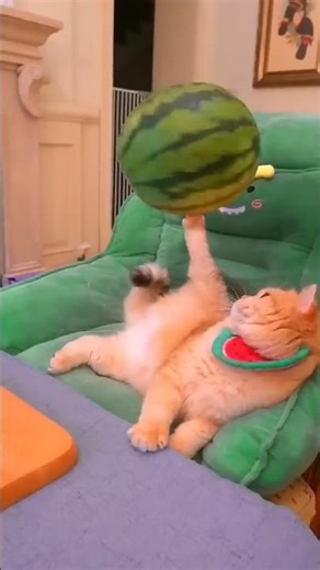 Videos de gatos divertidos 🍉 #catreaction #gatos #gato #gatitos