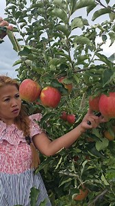JONAgold apple #CHERELYHAUCK #naturelovers #viral #fblifestyle | Hauck L Cherely Travel ATBP