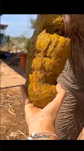 How is Elephant Poop So Valuable 💩🐘