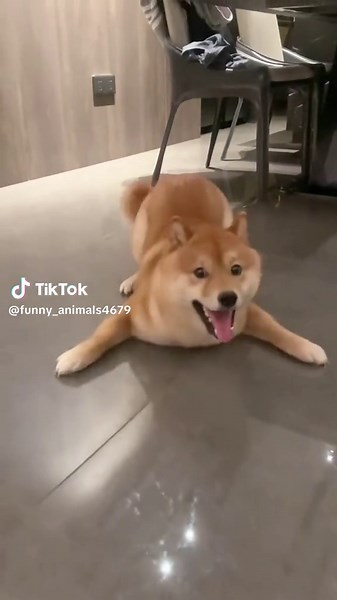 Funny Shiba Inu Moments That Will Make You Smile