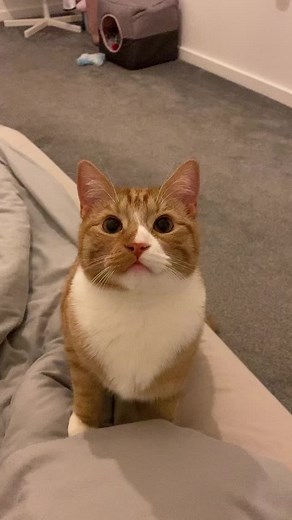 tomi the tabby 🦁 (@alienbiscuit)’s videos with