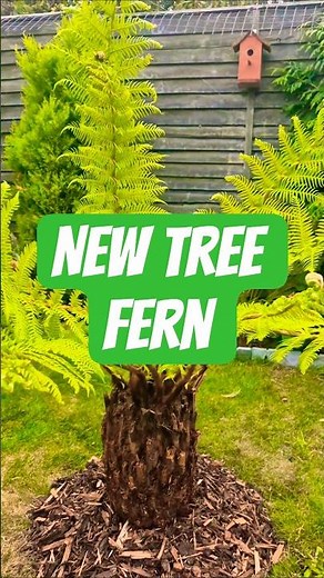 New Tree Fern Dicksonia Antarctica Planted into Garden, Grow a Garden #plants #shorts #growagarden
