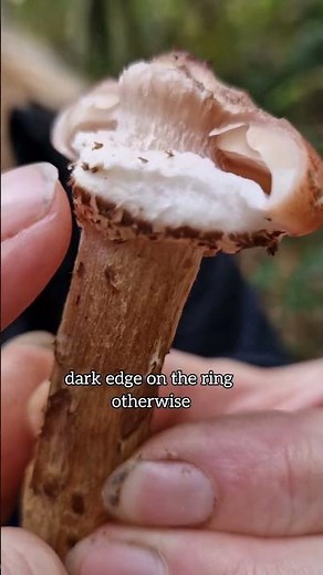 🍄 Dark Honey Fungus: How to Identify & Use This Wild Mushroom! 🍄