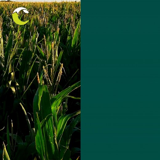 4.3K views · 18 reactions |  Wondering when to harvest corn?...