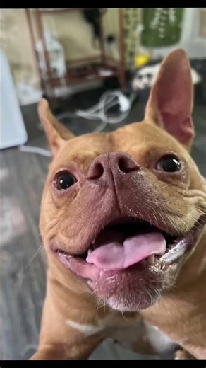 Hilarious Dog Yawning Compilation#dog #yawn #funny #cute