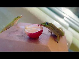 Gecko life at our cottage on Maui, Hawaii