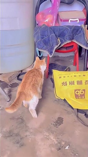 Heartbreaking: Cat Tries to Wake Up Her Gone Kitten 🥀