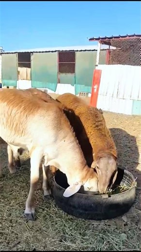 Dumba goat farming #minivlog #shorts #farming