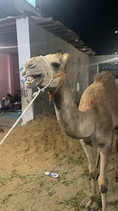 97K views · 1.3K reactions | ‏شوف ملك المفاجآت كل يوم في جديد بإذن الله مع الحاج حمادة أبو الحج المنوفيه قويسنا قرية عرب أبو زكريا للتواصل٠١٠٩١٨٠٤٩٩٨//٠١٠٢٢٥٣٧٨٤٦//٠١٠٢٢٨٤٧٢٤٦￼ | سوق بلدنا | Facebook