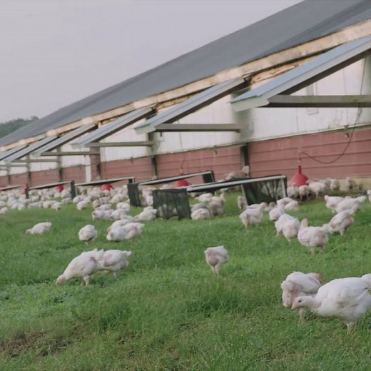 Free-range organic chicken from PERDUE® HARVESTLAND®. Learn more about how we’re raising organic standards: http://bit.ly/2xJ0VKf. #RaisedRightInAmerica | Perdue Chicken