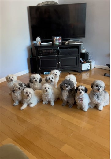 New Recruits Join the Dog Army at Family Reunion