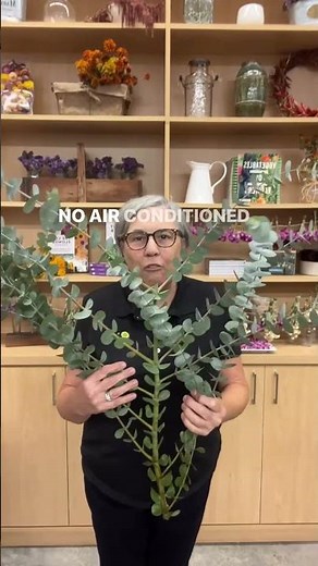 I sold over 10,000 stems a week in season for years