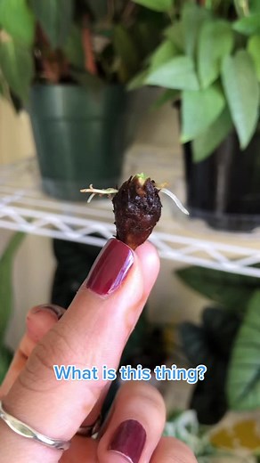 Growing Alocasias from Corms | Plant Propagation Guide