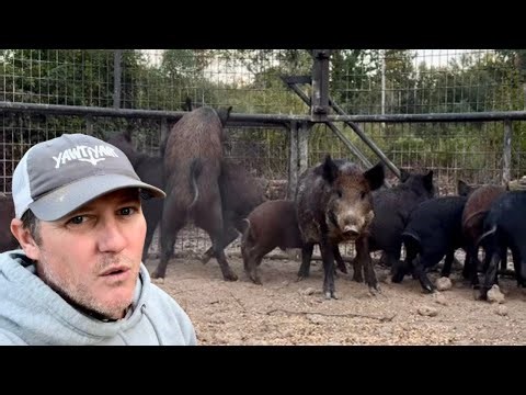 Most STRESSFUL week EVER of wild hog jobs. I NEED help!!!