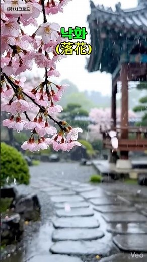 봄의 끝을 바라보며 #봄 #봄비