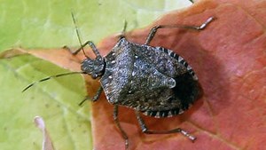 Stink bugs are everywhere. How to keep them out of your home and get rid of them
