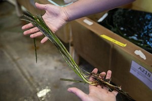 Saving eelgrass, the most important plant you’ve likely never heard of