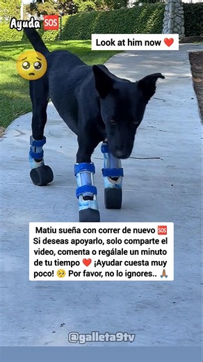 Special dog, I love you !! ❤️