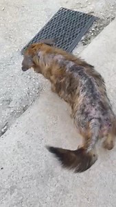 5.5K views · 270 reactions | ‼️‼️‼️CRIME ‼️‼️‼️ Estamos sem...