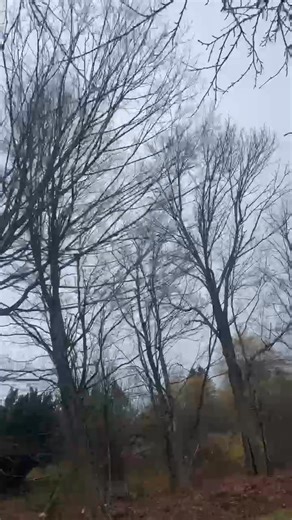 1.2K views · 22 reactions | Like a good neighbor, State Farm cut the check! Don’t let a tree crash your property! 802-342-8583 free estimates, fully insured, and humble to our Vermont roots!  | North East Tree Service | Facebook