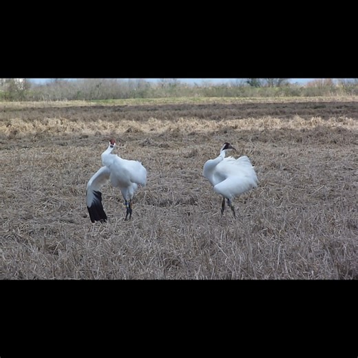 6.9K views · 280 reactions | It's Whooper Wednesday! These cranes...