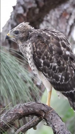 Hawk Talk: Baby vs. Adult Red-Shouldered Hawk Calls