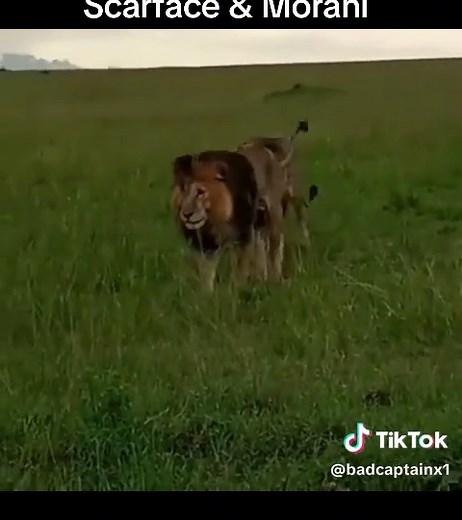 Scarface and Morani: Legends of the Maasai Mara