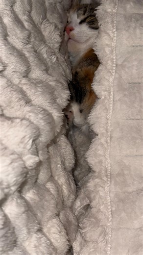 TAZZ | Natural Athlete on Instagram: "In Japan, laziness isn’t judged. It’s treated. Follow @undianabol for daily gym, health & mindset content Not with motivation speeches. Not with shame. But with systems that make action inevitable. Here are the 7 methods: 1. KAIZEN — The One-Minute Rule Start so small your brain can’t resist. One rep. One sentence. One minute. Tiny actions bypass resistance and compound fast. Progress beats pressure. 2. IKIGAI — A Reason to Wake Up The question isn’t what yo