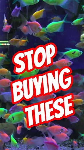 STOP Buying GloFish Tanks😱