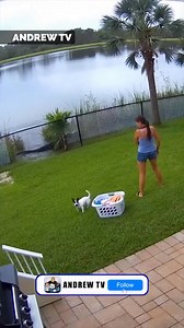Dog makes the alligator run away 😱 | Andrew Lincoln TV