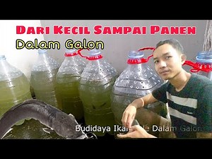 BUDIDAYA IKAN LELE DALAM GALON