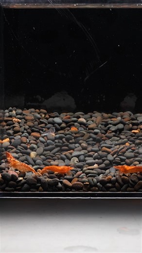 25K views · 306 reactions | Shrimp tank deaths can have multiple...