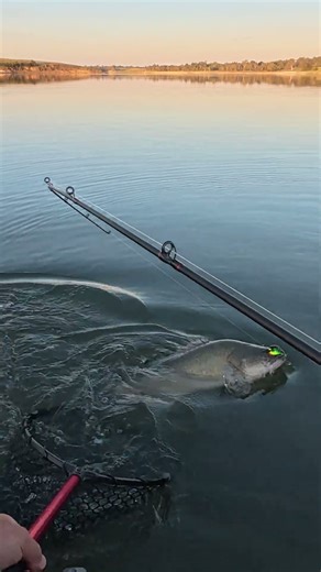 Best cod for the season so far #murraycod #lurefishing #freshwaterfishing