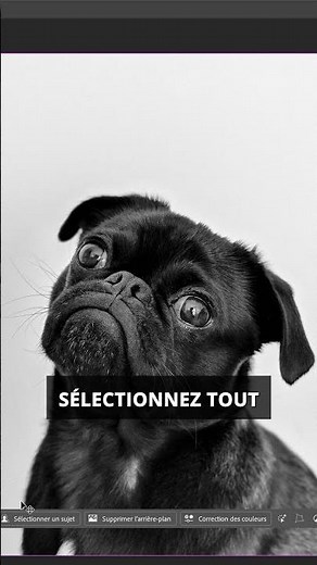 How to change an animal's photo into an old cartoon character