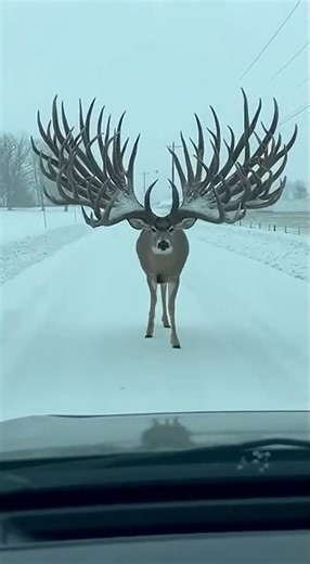 This GIANT Buck Stopped Traffic… Biggest Antlers I’ve Ever Seen 🦌❄️